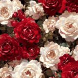 Roses-Painting-42