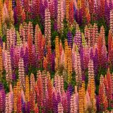 Russel-Lupine-Flowers-thumb