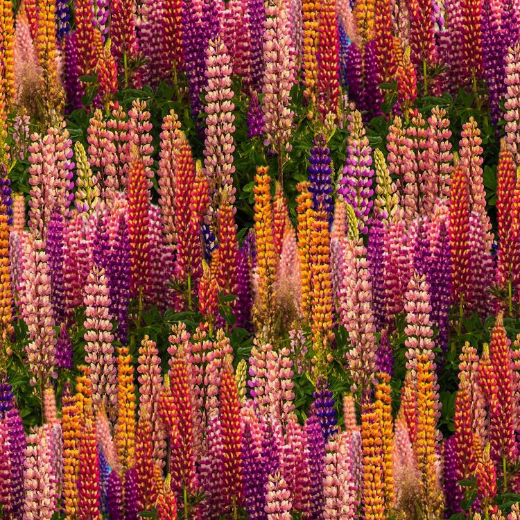 Russel Lupine Flowers