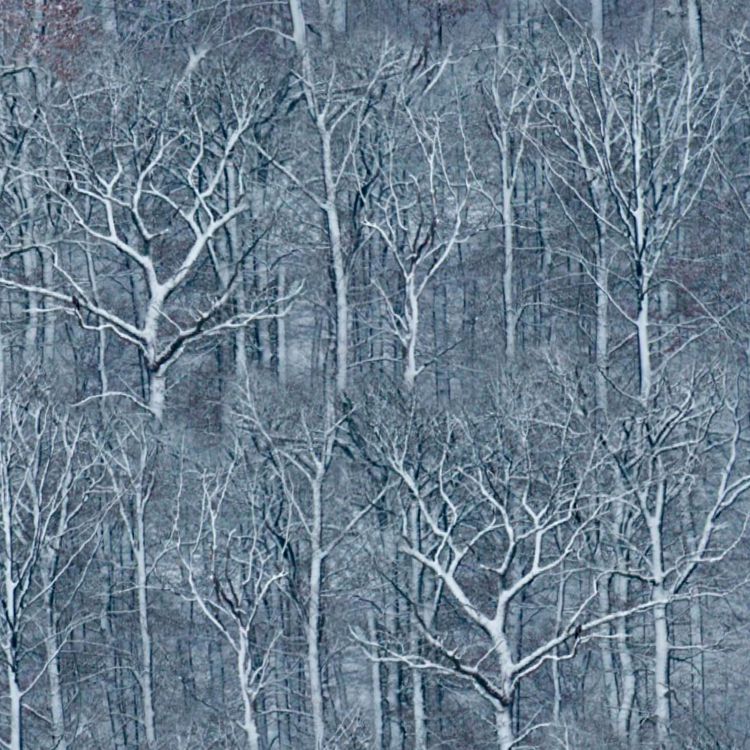 Russian Night Forest Camouflage