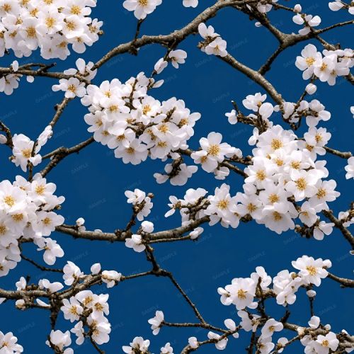 Sakura Flowers on a Azure Background