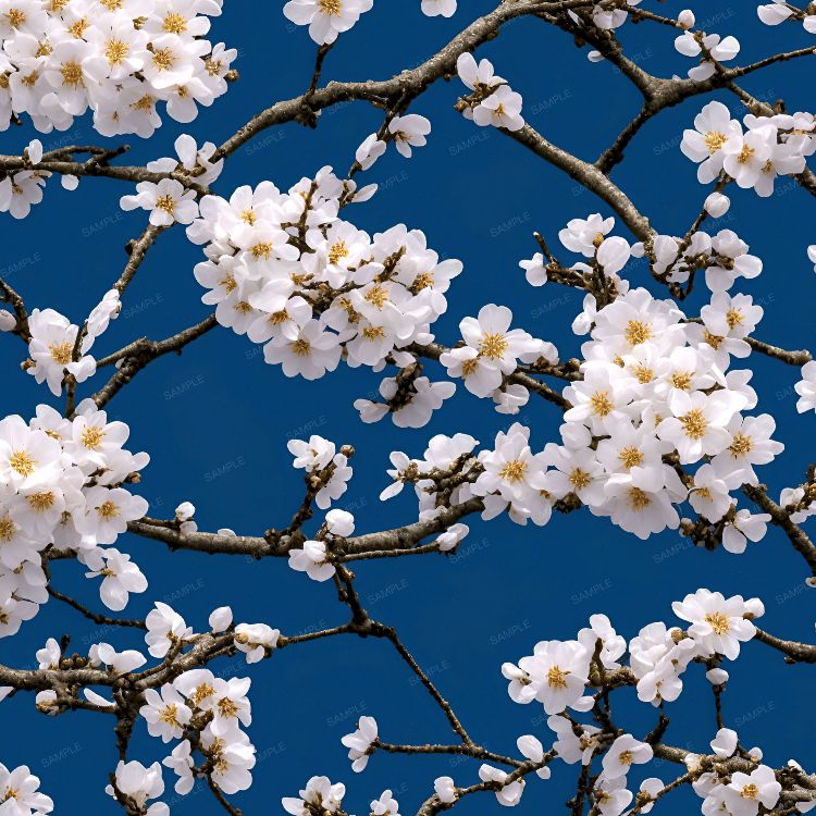 Sakura Flowers on a Azure Background