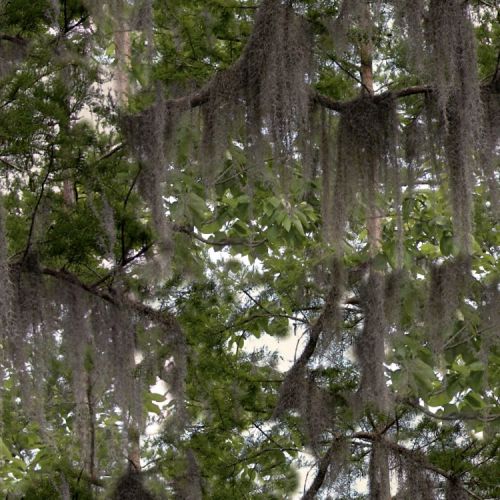 Savannah Camouflage