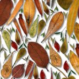 Scattered-Leaves-22-thumb