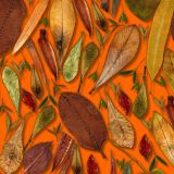 Scattered-Leaves-25-thumb