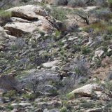 Scrub-Canyon-Camo-thumb