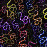 Sea-Snake-23