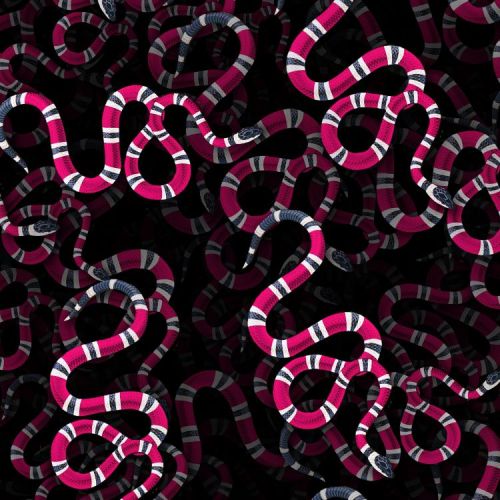 Sea Snake 24