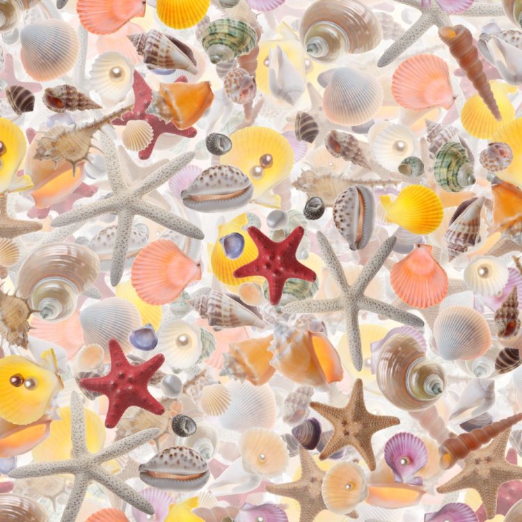 Seashells 23