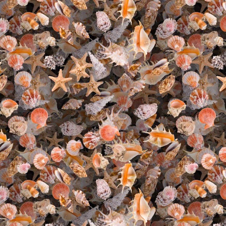 Seashells 24