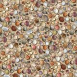 Seashells-22-thumb