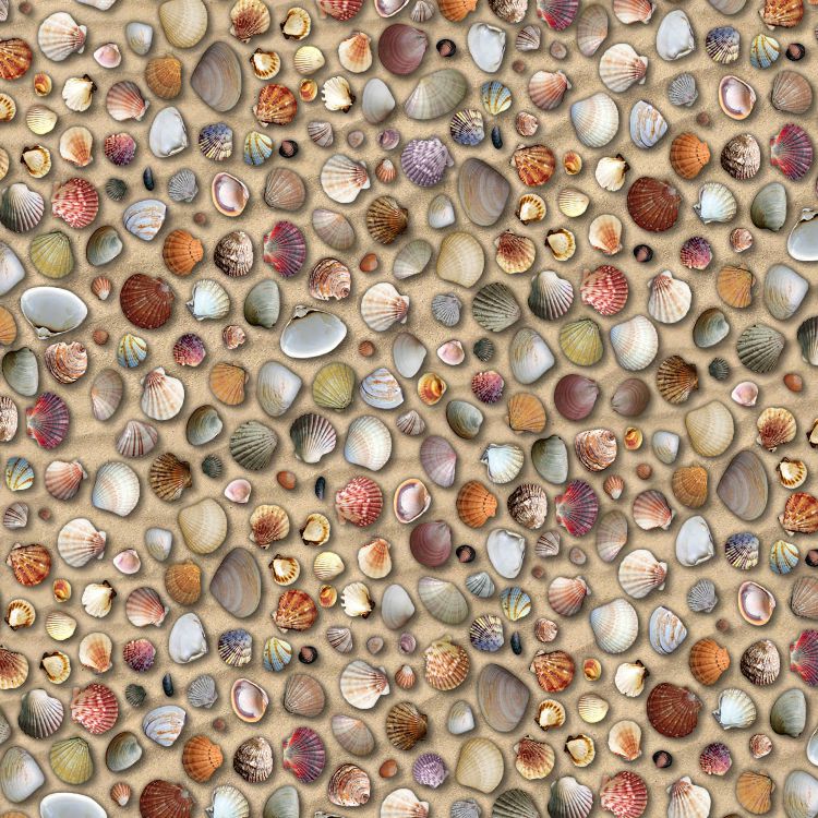 Seashell 22