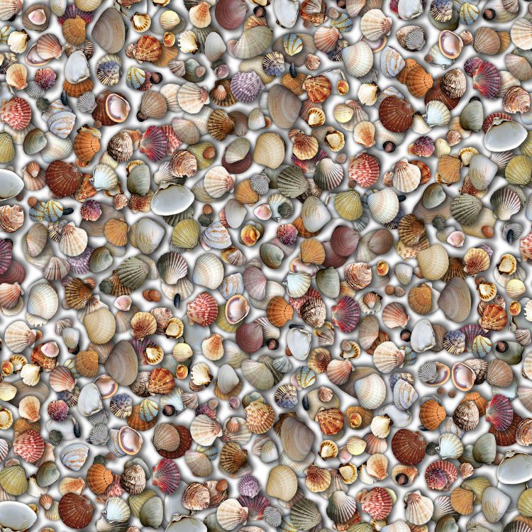 Seashell 23