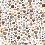 Seashells-24-humb
