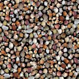 Seashells-26-thumb