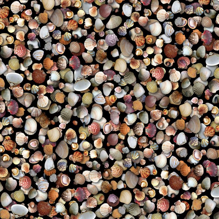 Seashell 26