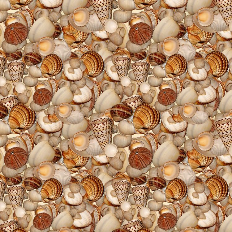 Seashells 26