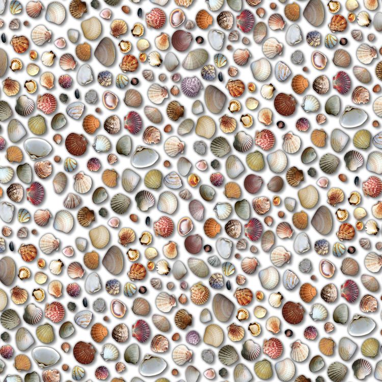 Seashell 27