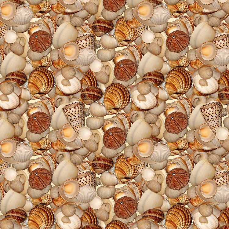 Seashells 27