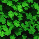 Shamrocks-Clovers