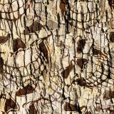 Skull-Tree-Camo-24