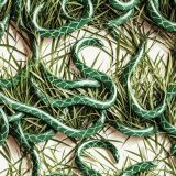 Snake-in-the-Grass-42