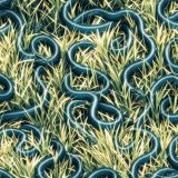 Snake-in-the-Grass-43