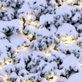 Snow-Covered-Christmas-Tree-42