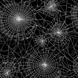 Spider-Webs-21
