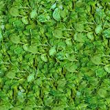 Spinach