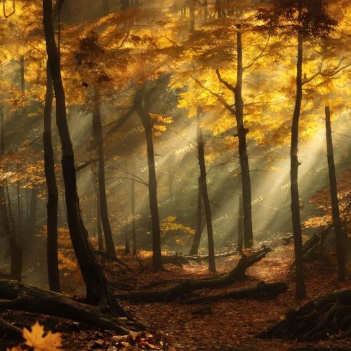 Spooky Autumn Forest