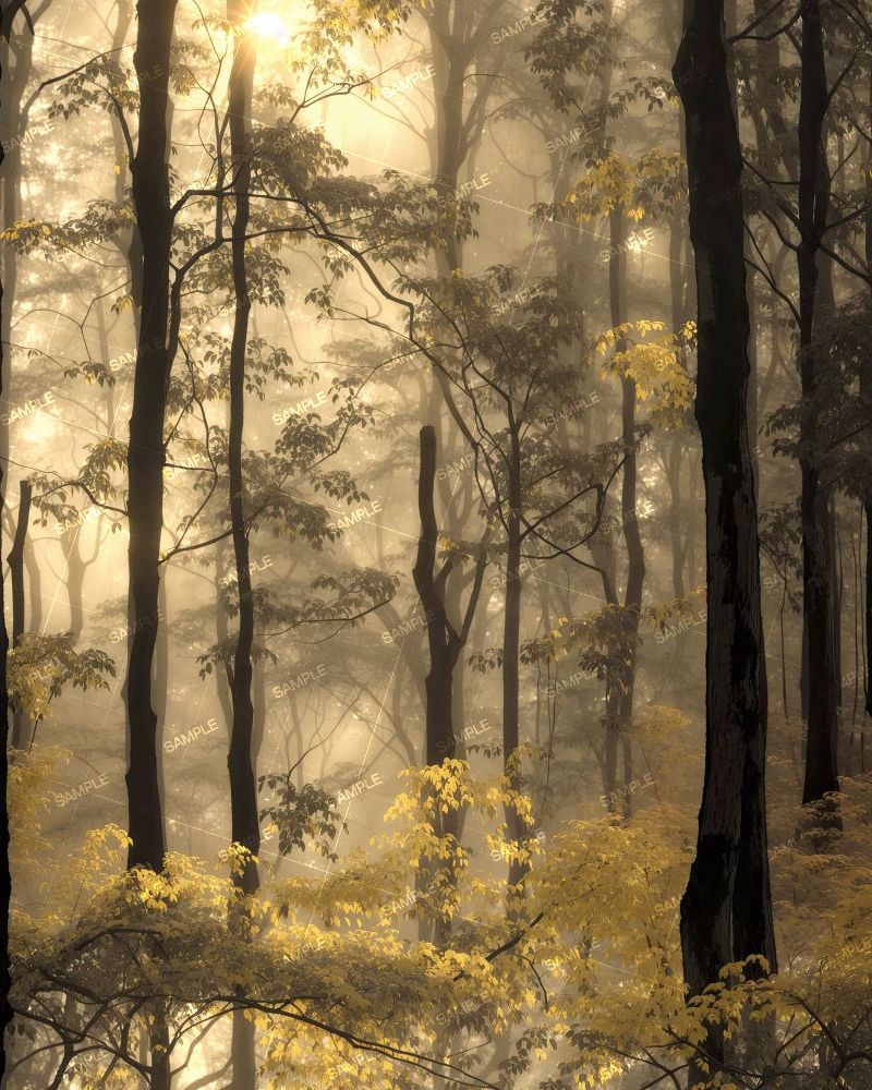 Spooky Forest 44