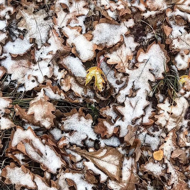Springfield 23 Camouflage