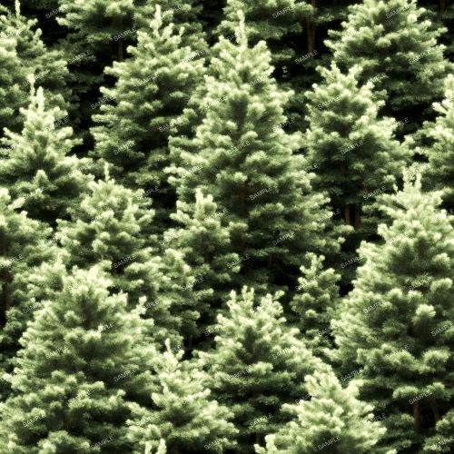 Spruce Christmas Trees