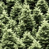 Spruce-Christmas-Trees