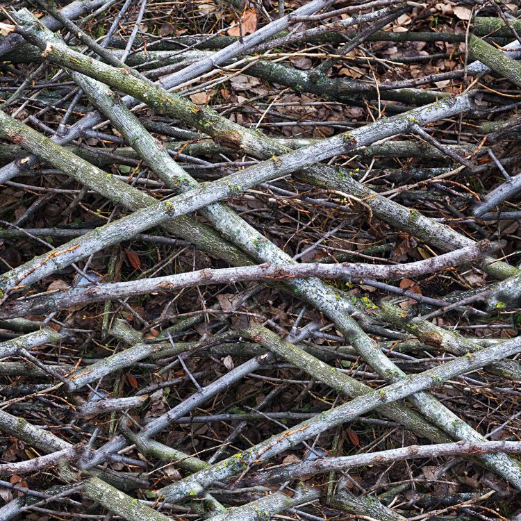 Stick and Leaf Camouflage 32