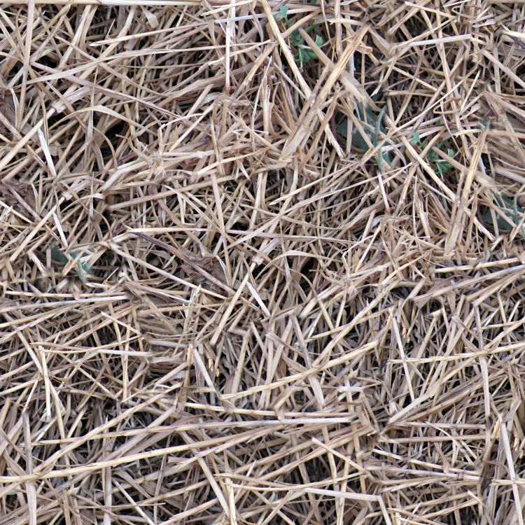Straw
