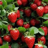 Strawberries-46