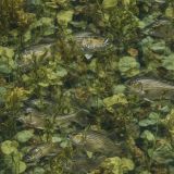 Striper-Bass-Fish-Camouflage-43