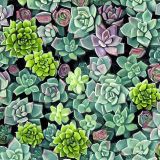 Succulent-Garden