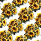 Sunflower-27