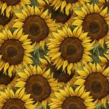 Sunflower-42
