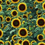 Sunflower-Field-44
