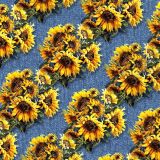 Sunflower-Over-Denim