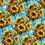 Sunflower-Over-Tumbled-Turquoise-22
