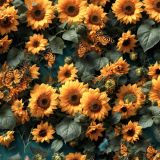 Sunflowers-and-Butterflies-42