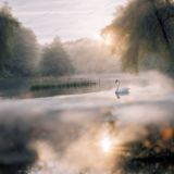 Swan-Lake-42