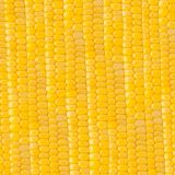 Sweet-Corn-22-thumb