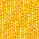 Sweet-Corn-23-thumb-1