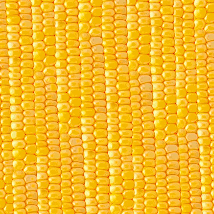 Sweet Corn 23